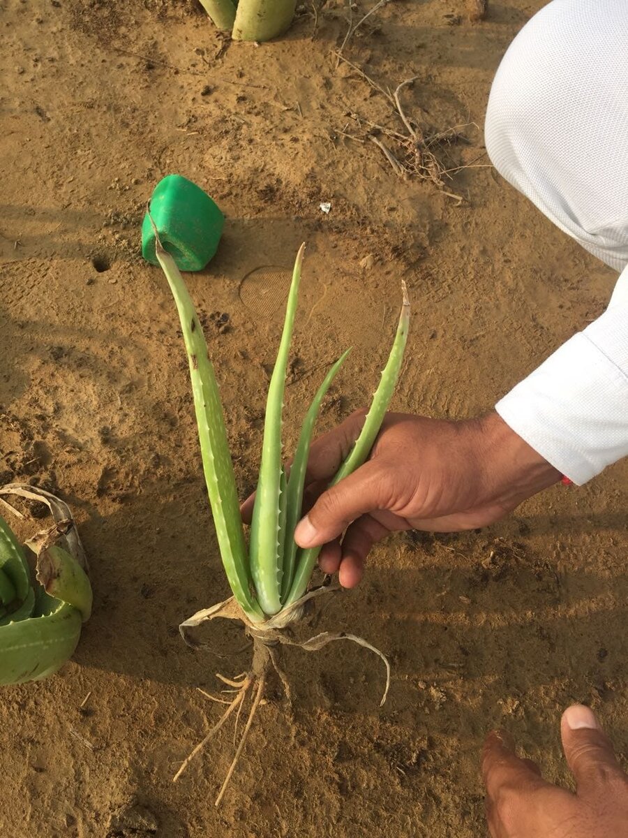 Фото с органической плантации.