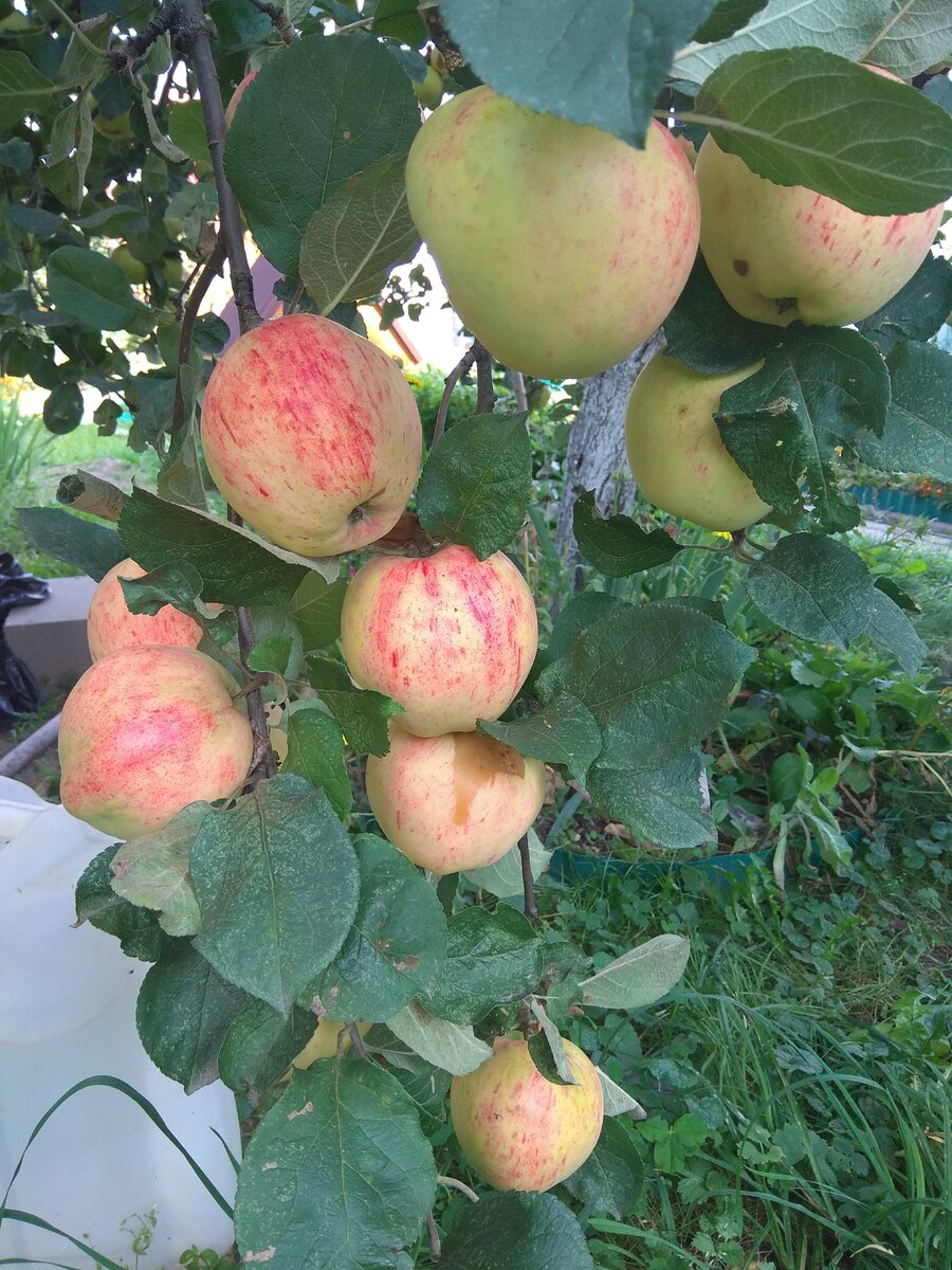 как же без яблок в загородном доме