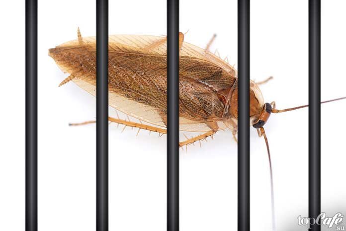 Тараканы в микроволновке: причины и решение