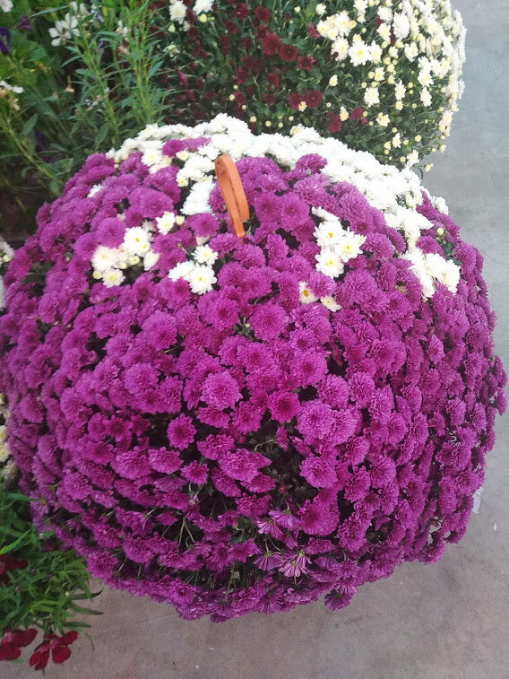 Хризантема мультифлора