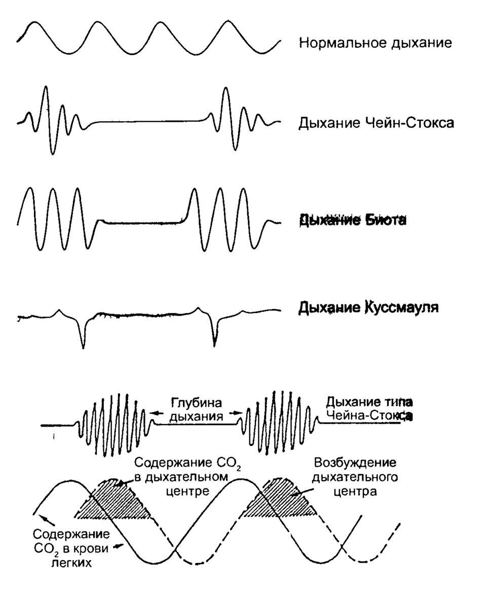 Нормальное дыхание схема