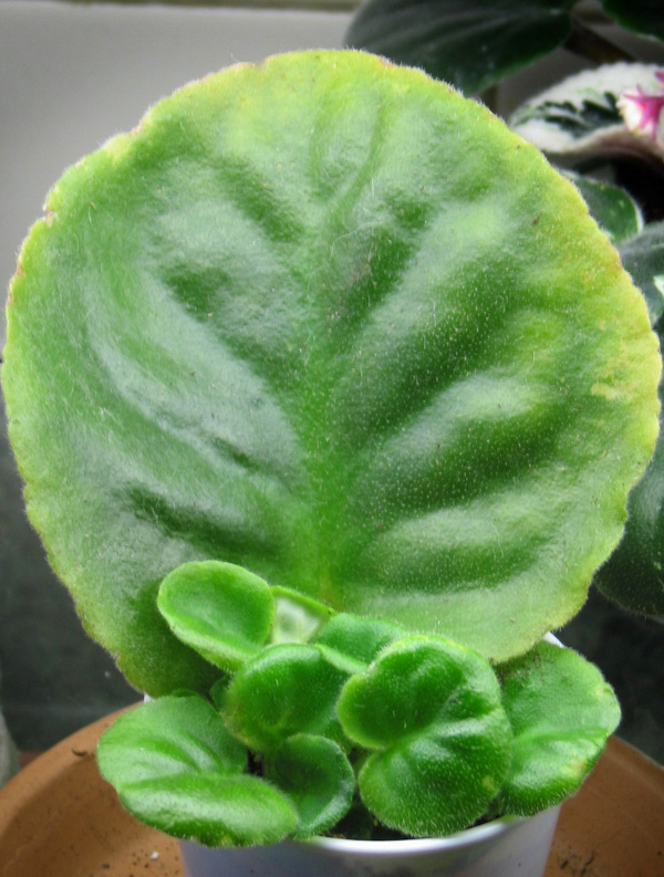 Источник: https://www.agardenforthehouse.com/wp-content/uploads/2012/11/IMG_0952as.jpg