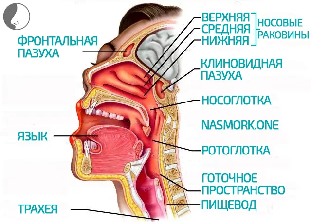 Строение носа и пазух в картинках у человека