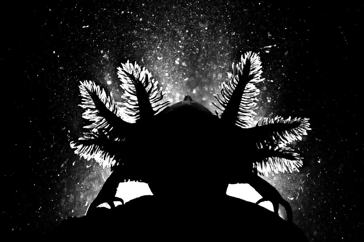 Alejandro Prieto (MX) 2019