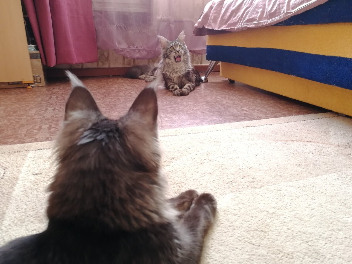 Первая встреча Мориса с Астрой