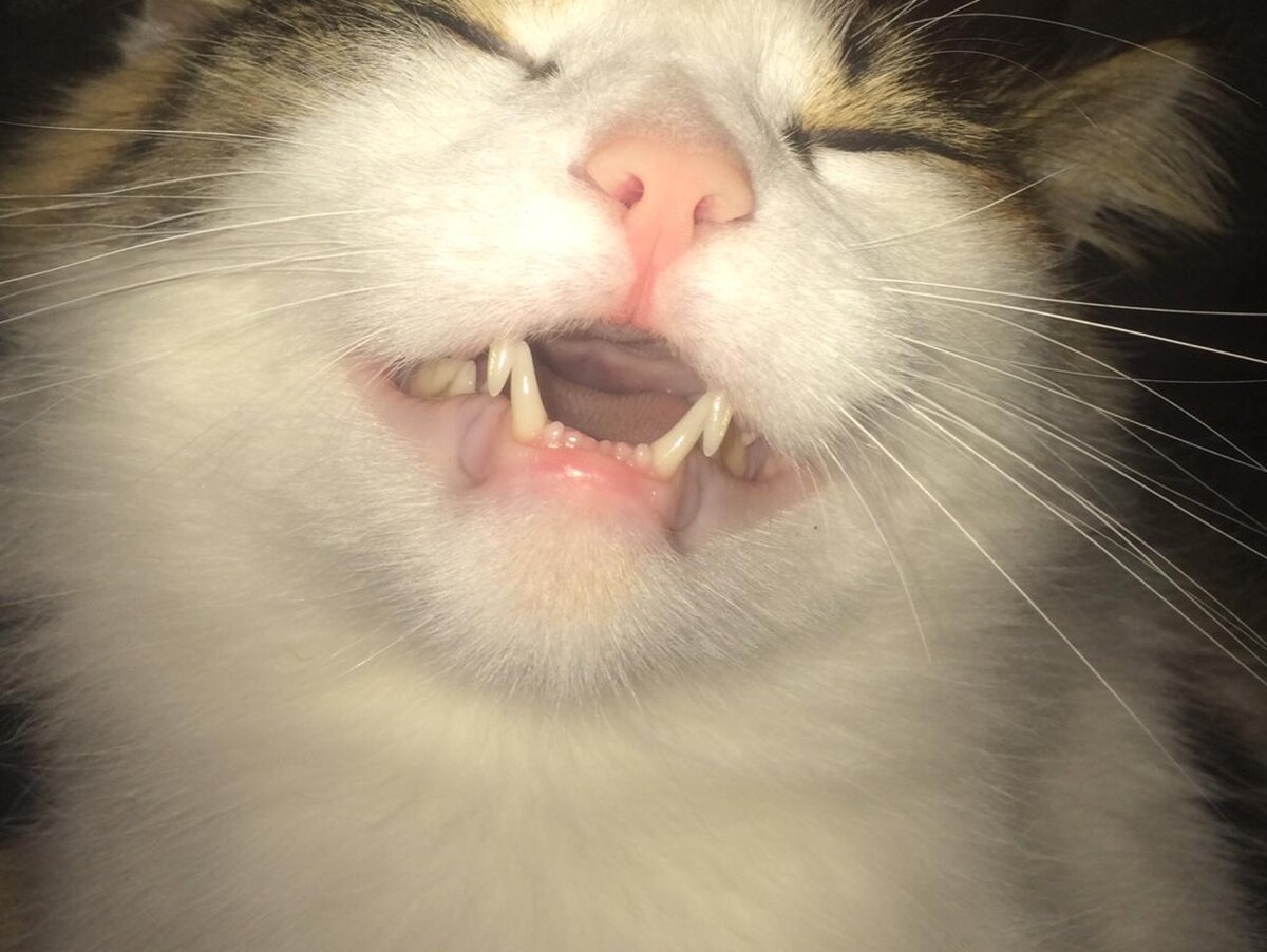 Наша кошка Марфа♥