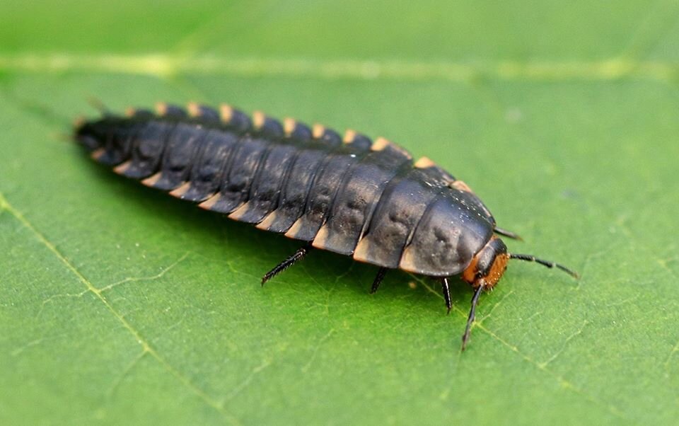 Личинка мертвоеда. Личинка мертвоеда (Silphidae). Личинка жука водолюба. Личинка жука мертвоеда. Жук водолюб.