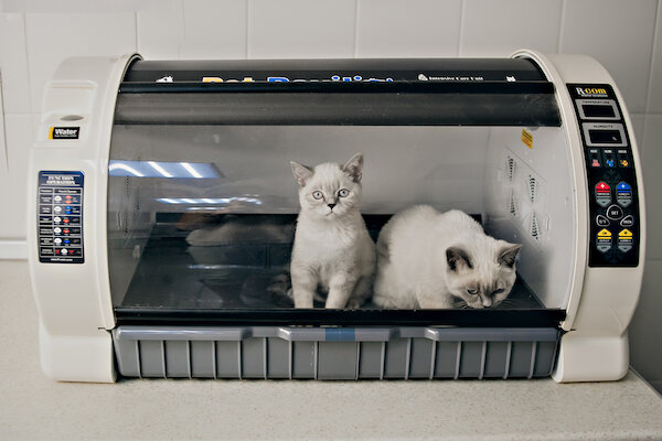 Котята в отделении интенсивной терапии