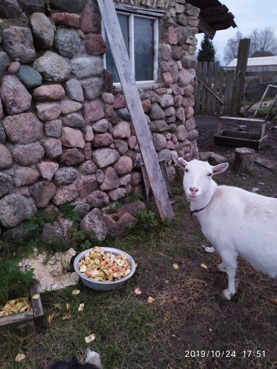 Как сделать сарай для коз своими руками: советы и требования | Огородники