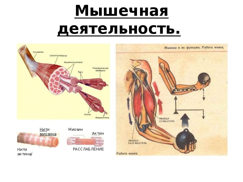 Каково значение мышечного чувства людей разных профессий. Работа мышц. Физиология мышечной деятельности. Типы работы мышц. Работа мышц человека.