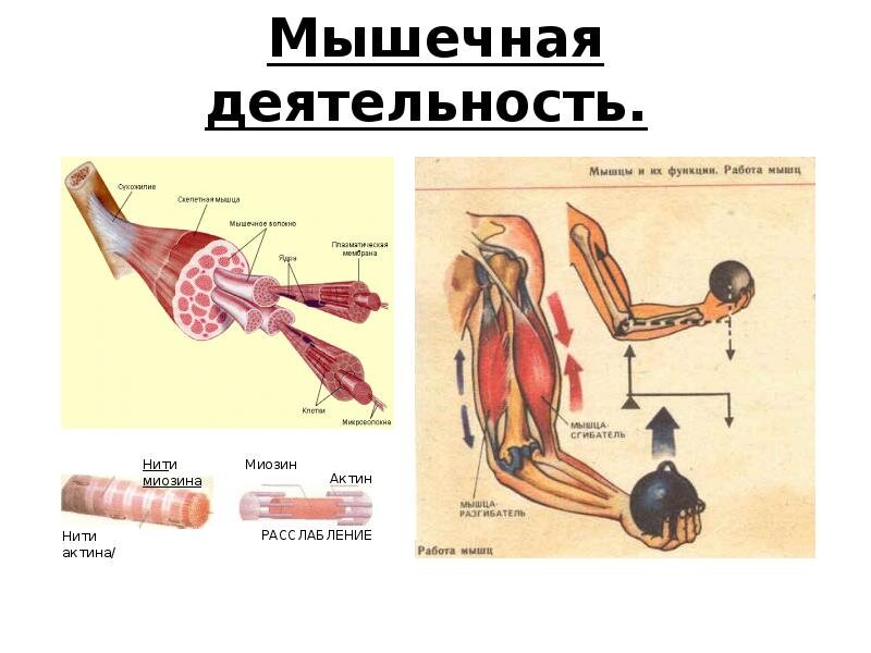 Работа мышц. Мышечная деятельность. Физиология мышечной деятельности. Типы работы мышц. Мышечная работа.