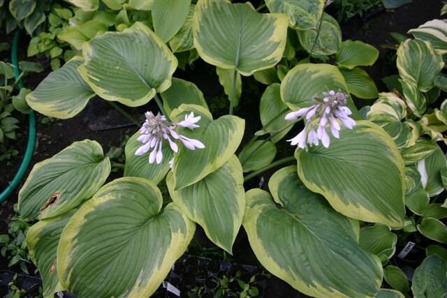 Хоста Дино (Hosta Dino)