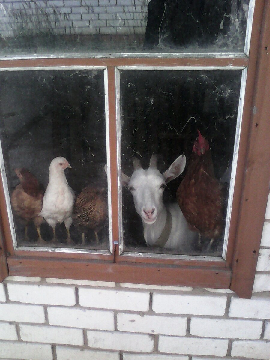 Вот она - наша красавица Фрося