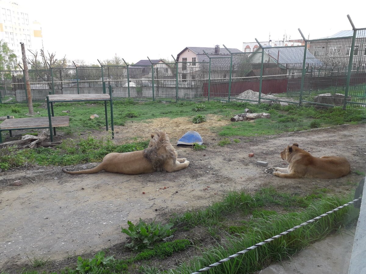 Май 2019 года. Фото сделанные через смотровые окно.
