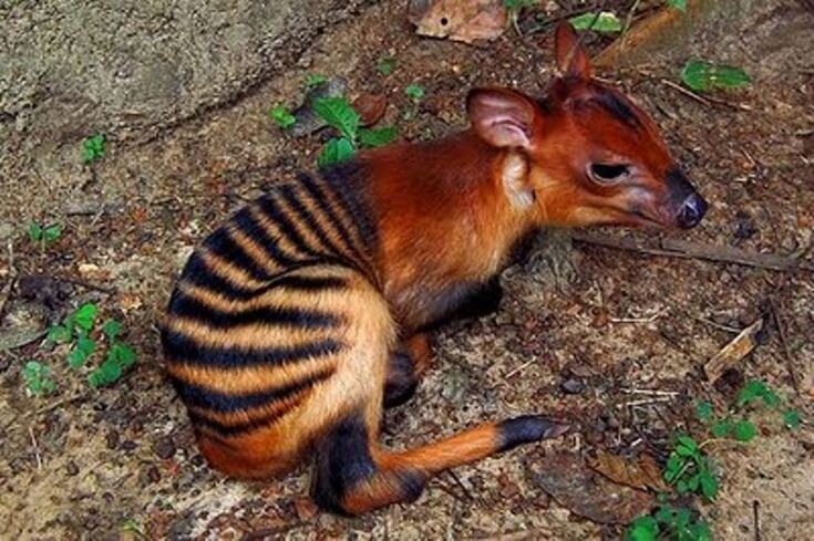 Малыш  Зебрового Дукера такой милый ;)