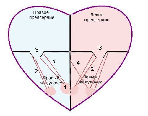 1-сосочковые мышцы, 2-хорды, 3-клапаны, 4-ложная хорда
