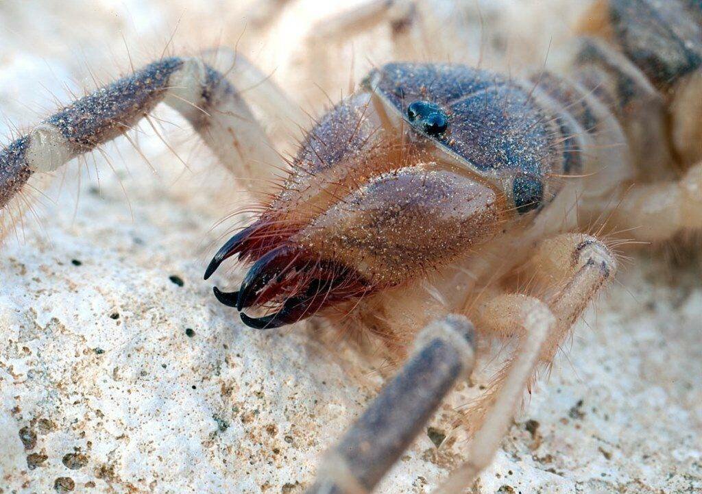 2. Solifugae – паук верблюд 
На самом деле - это разновидность паукообразных, известных в научном мире как солифуги, что в переводе означает «бегство от солнца». Самый крупным из них является египетский солпугид с длиной тела около 15 сантиметров. Настоящий ночной кошмар для арахнофобов. Солифуги обитают в пустынях. Их укусы болезненны, но не ядовиты. 
