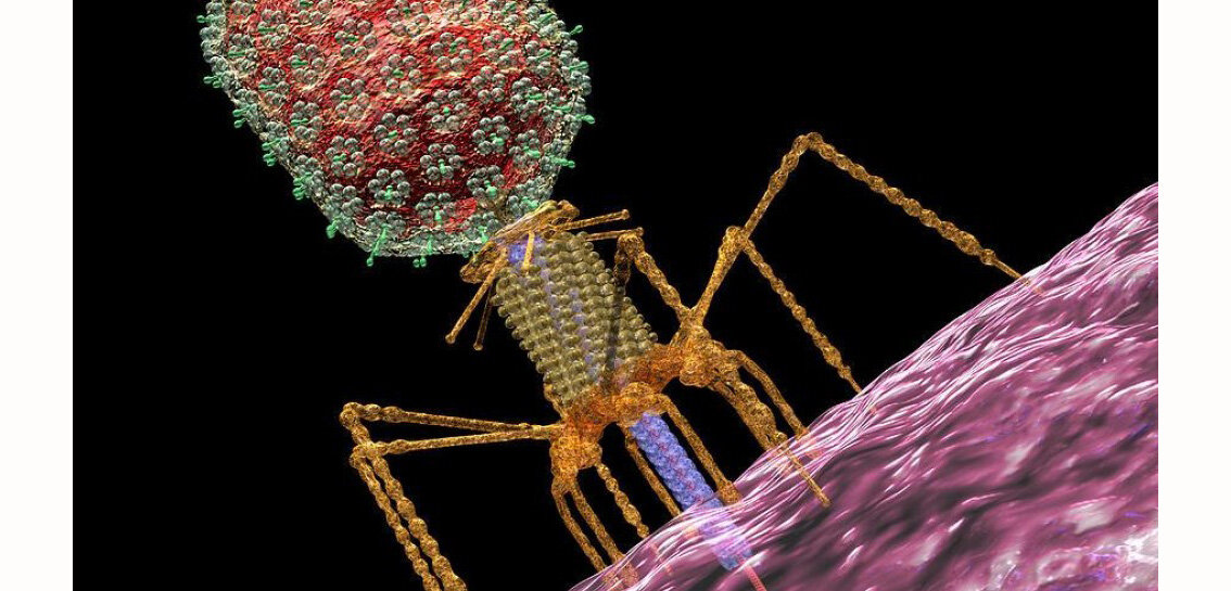 P1 бактериофаг. Бактериофаг т5. Бактериофаг анимация. Бактериофаг новый. Бактериофаг новый.