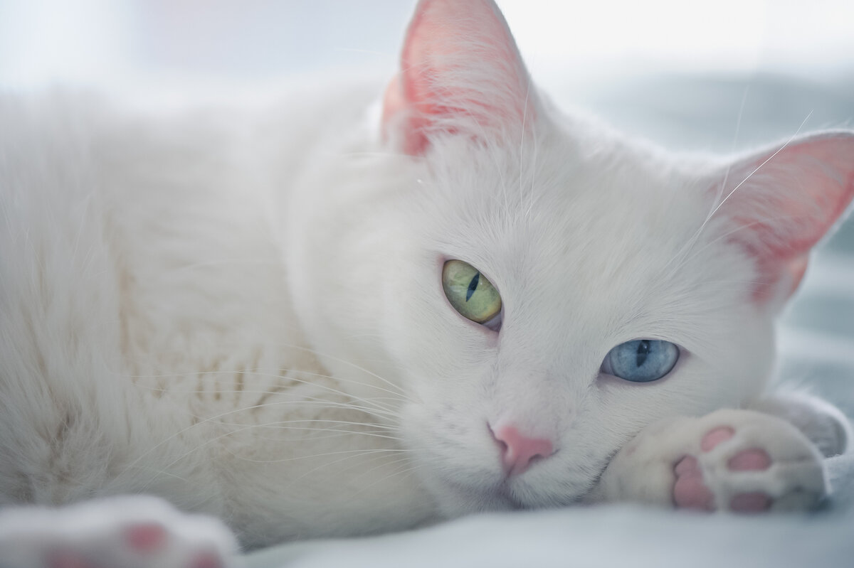 Белый кот во сне предвещает сложности 