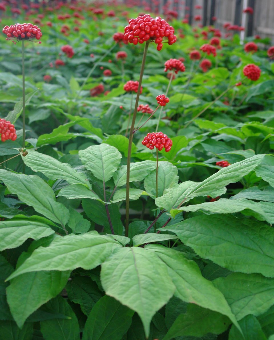 Женьшень. Фото взято из открытых источников.