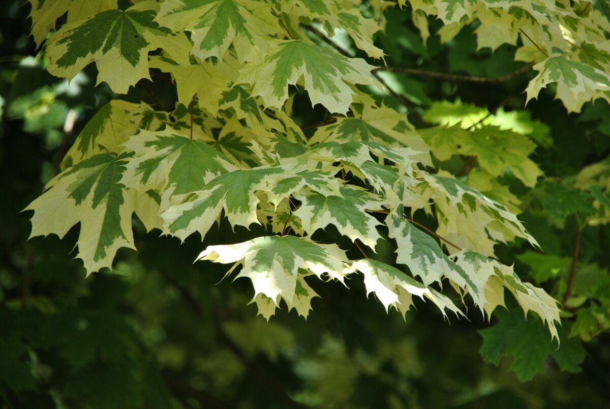 Клен остролистный "Drummondii"