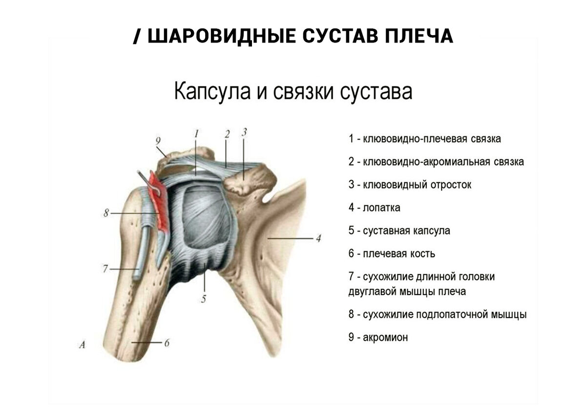 Травматический латынь. Строение плечевого сустава вид спереди. Связки плечевого сустава анатомия. Строение капсулы плечевого сустава. Анатомия связок плчевогос уства.