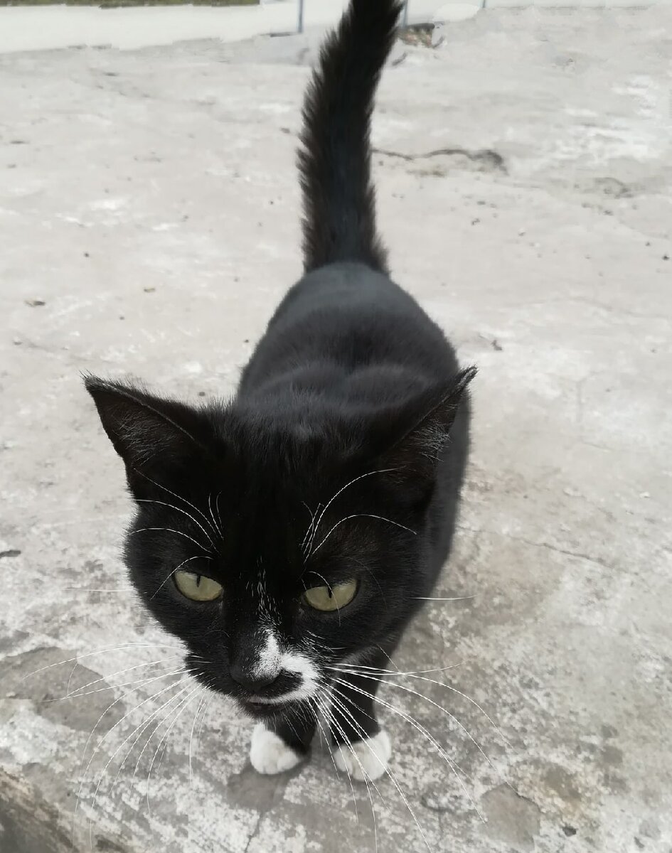 на автовокзал приезжают люди с района, других городов... и трусливо оставляют своих, вчера еще любимых усатых и хвостатых домочадцев.