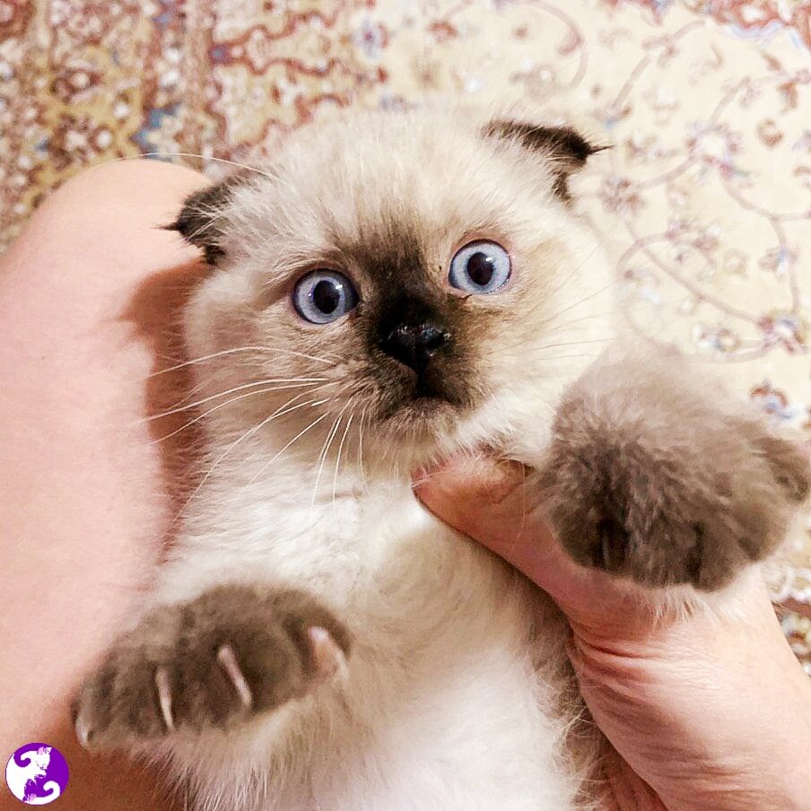 Источник: Yandex