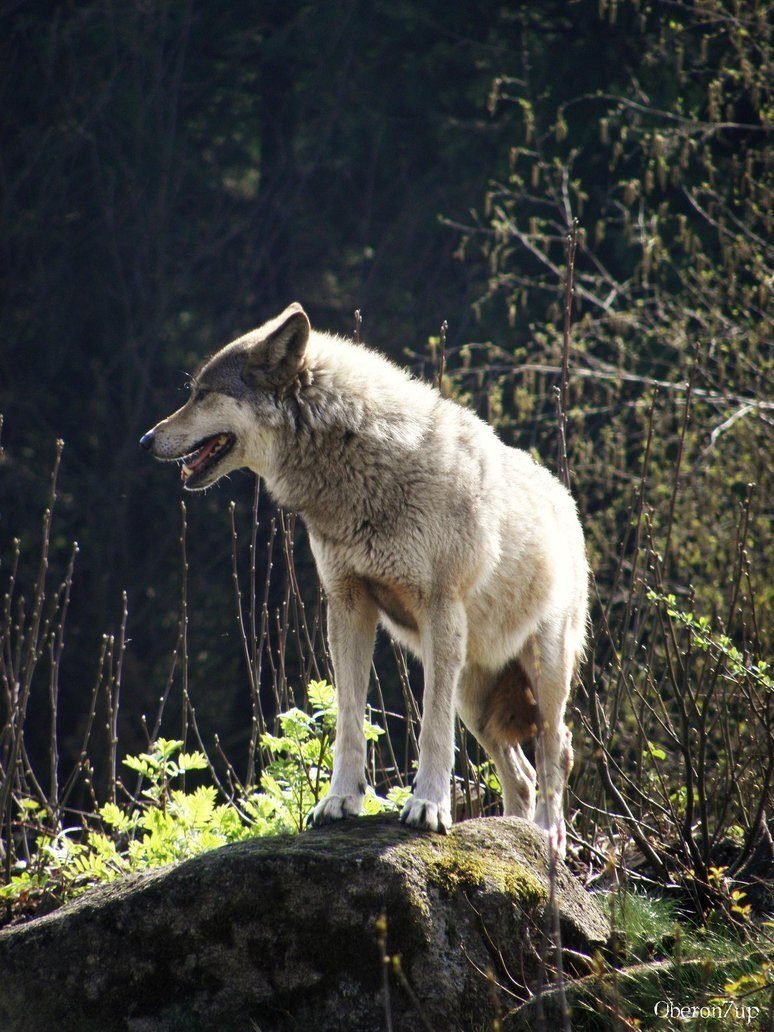 Russian wolf. Русый волк. Храбрый волк. Волк уходящий в лес. Одинокий волк в лесу.