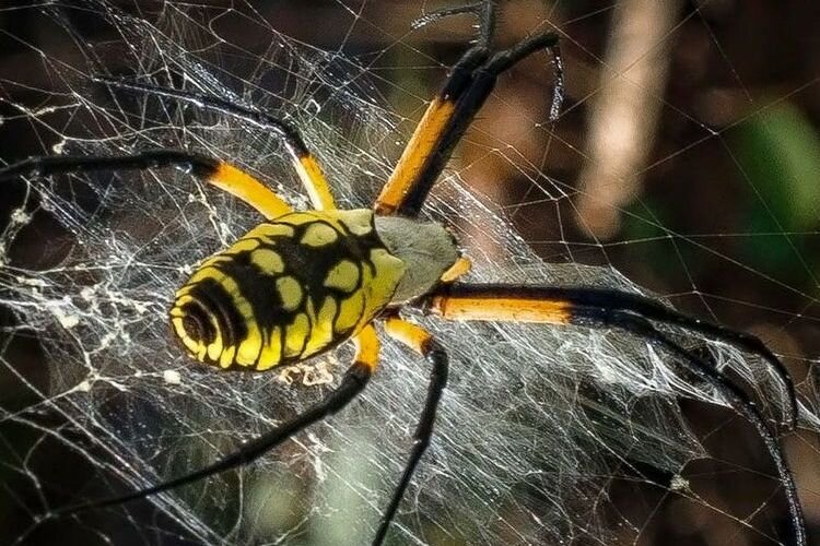 Паук-банан. Nephila