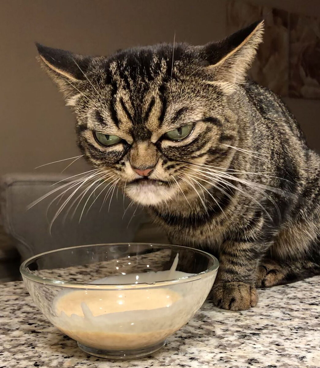 Прошёл год после смерти всемирно известного кота по кличке Grumpy cat и вот в Instagram снова появился Сердитый кот. Правда, в этот раз мы имеем дело с кошкой.