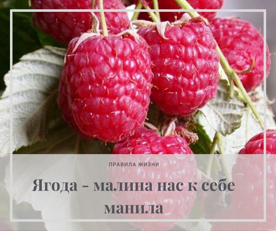 Твоя любовь малина манила