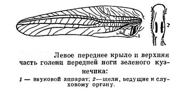 Цветовая схема слова