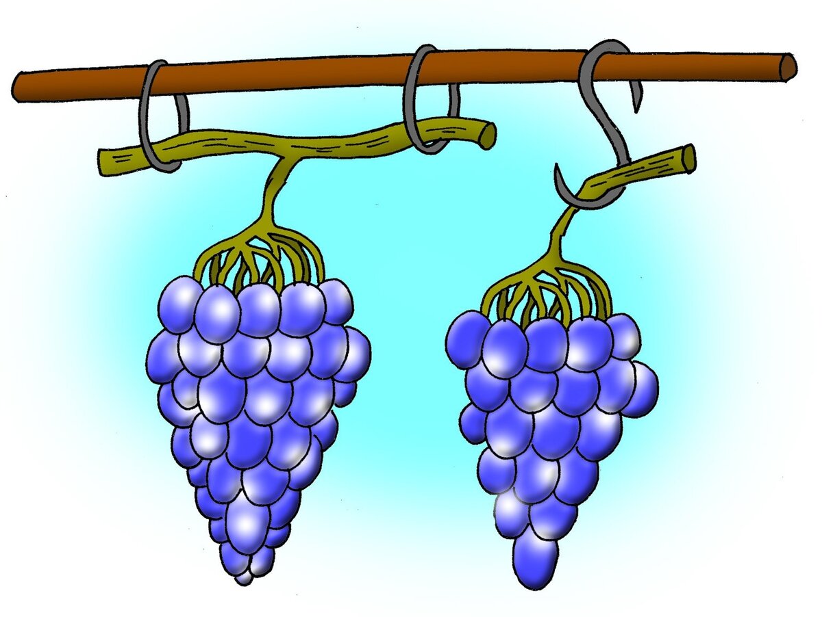 Хранение винограда в подвешенном виде на проволоке. Рис.: Александр Хорошевский