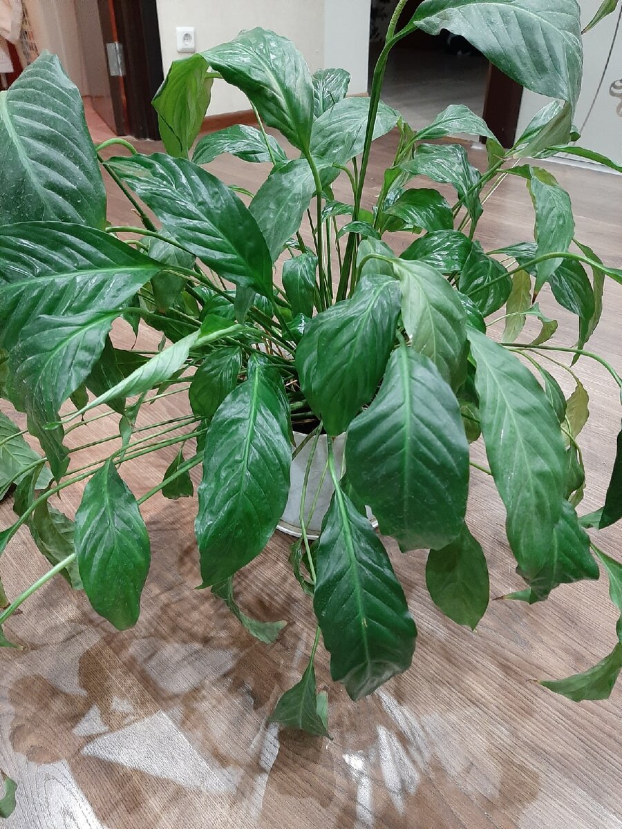 Цветок до пересадки. Личное фото.