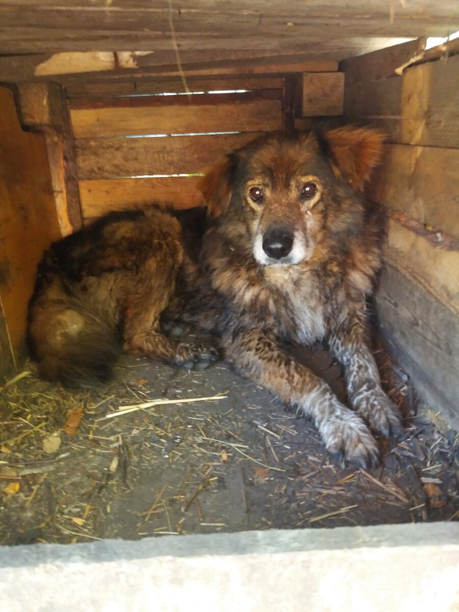 Бродяга на даче