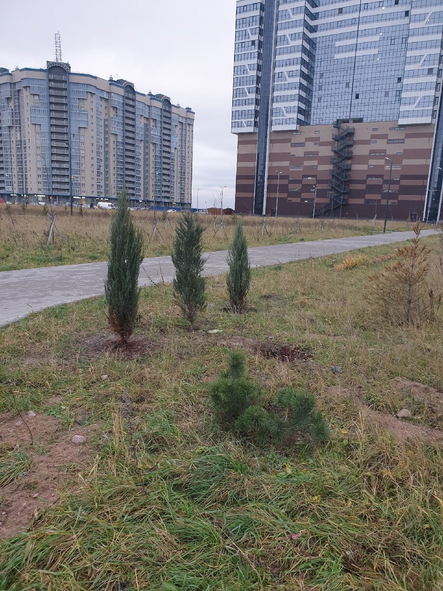 кому мог понадобиться можжевельник из парка в начале декабря?