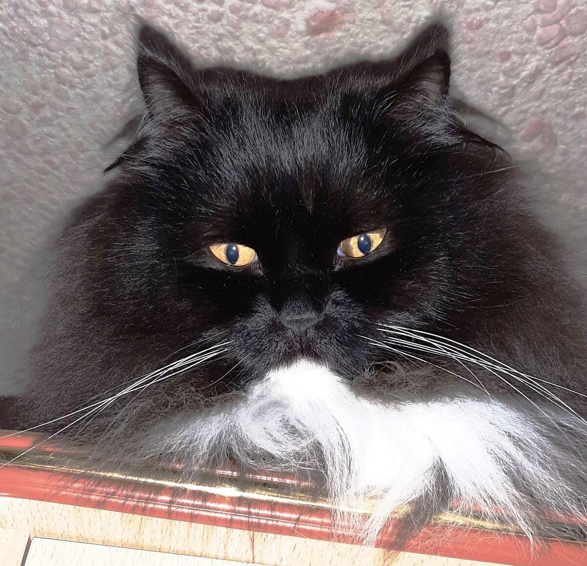 В моей жизни всегда были кошки. Не породистые, а обычные. В основном  «подобранные»  на улице. С кошками у меня всегда складывались теплые отношения. При переезде в другой город родственники предложили для проживания  свою квартиру с «наследством» - взрослым сибирским котом Борисом.  Сами хозяева переехали жить в загородный дом, куда часто приезжали семья дочери с маленьким ребенком и собакой. Из соображений безопасности кота решили пока не перевозить.