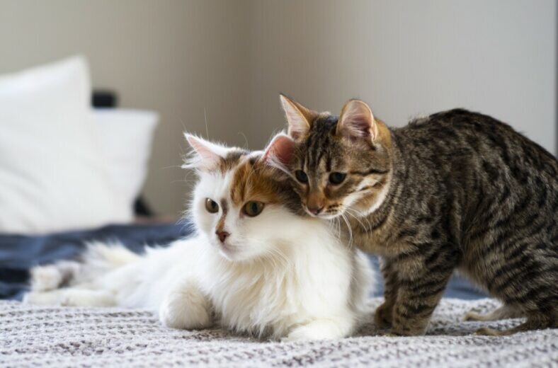 Фото предоставлено приютом «Три товарища» 