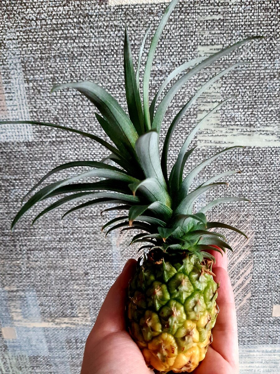 Фото из архива автора. Ананасный малышок