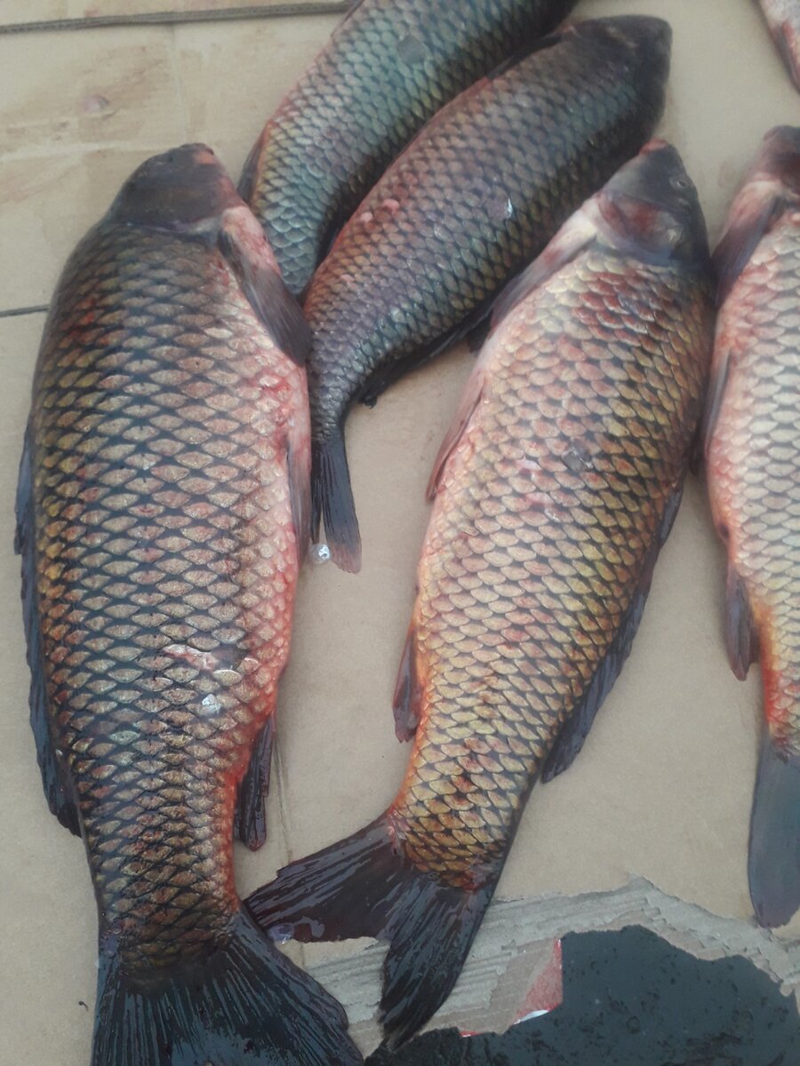 Верхние по 150, нижние 180