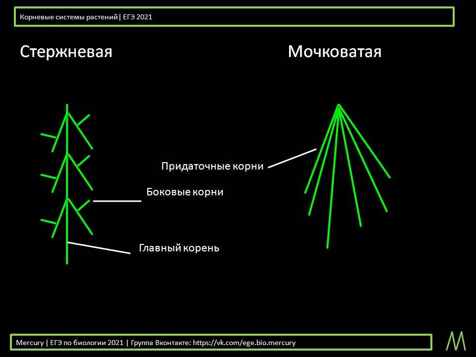 Взято из Mercury | ЕГЭ по биологии 2021