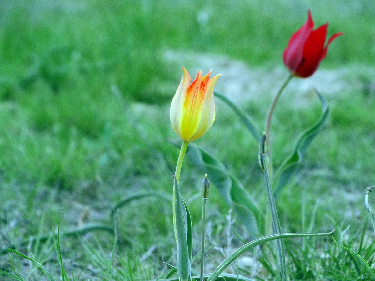 Будут ли цвести тюльпаны весной. Богдо тюльпаны. Гора Богдо тюльпаны. Абхазия цветение тюльпаны. Горный тюльпан маленький.