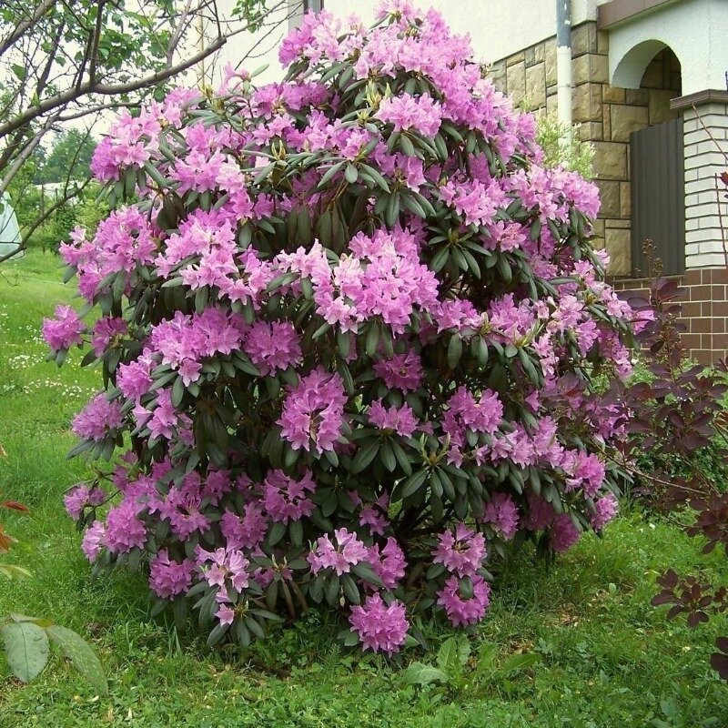 Фото https://www.instagram.com/p/CN_6S4_HGCc/