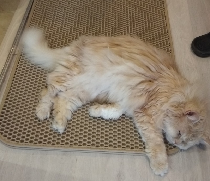 Нищастная сиротинушка))