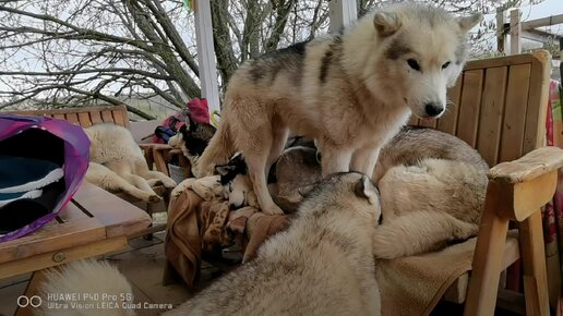 Пап, ёмаё, быстренько метнулся кабанчиком в дом и принёс покрывало на лавочку для хаски.