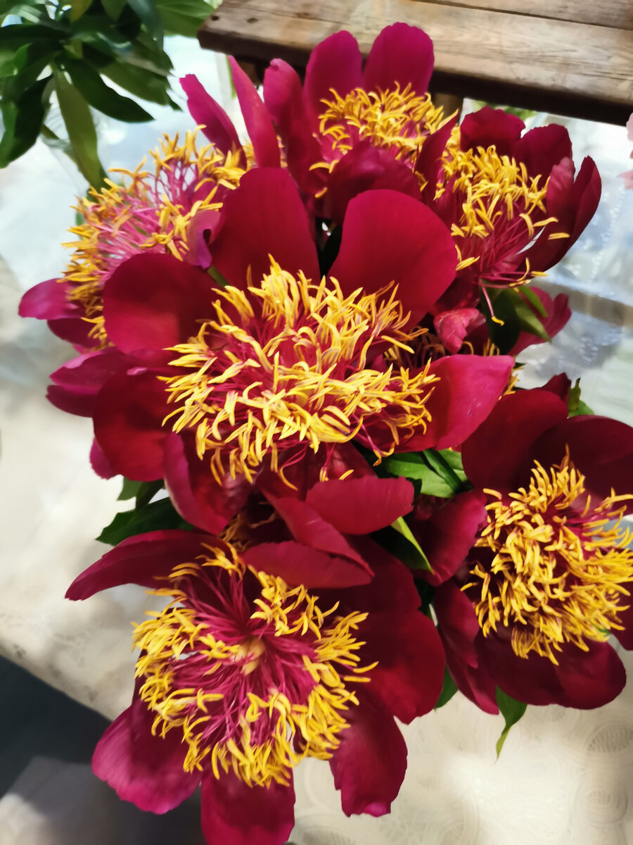 И это тоже пионы. Представляете?) 