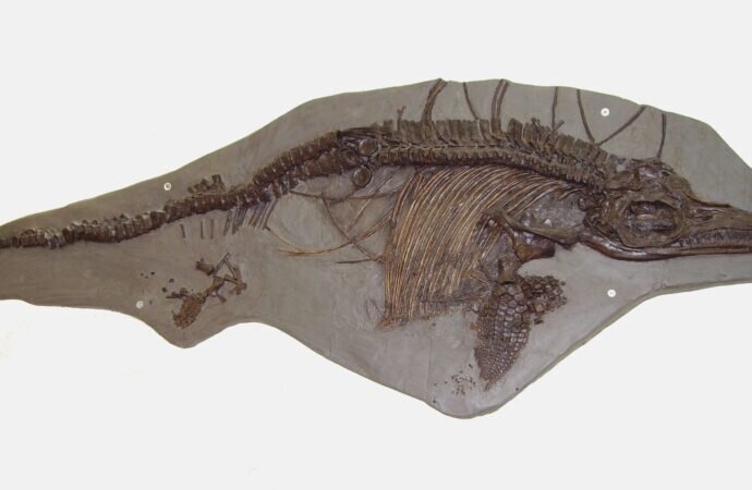 Фото commons.wikimedia.org 