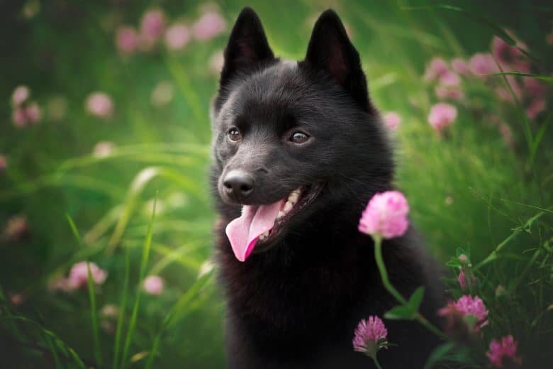 Шипперке (Фото: https://www.k9web.com/breeds/schipperke/)