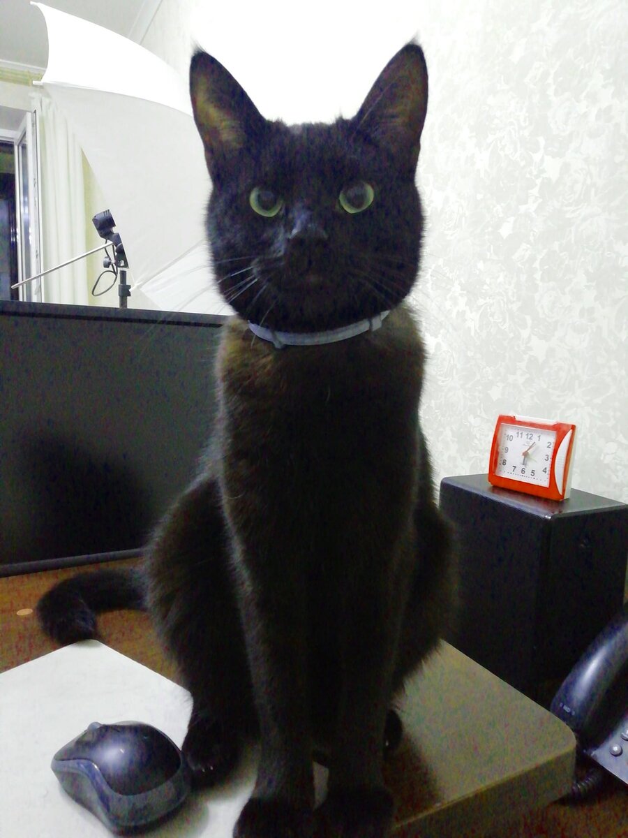 Этой мой Снипет! У него один клык